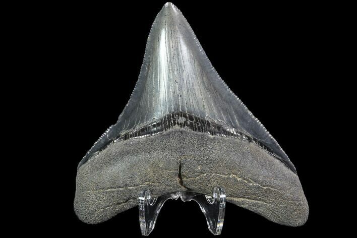 Serrated, Fossil Megalodon Tooth - Georgia #88671